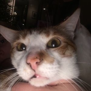 Meet your Posher, Elise